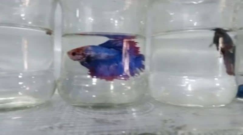 Betta fish & all fishes 2