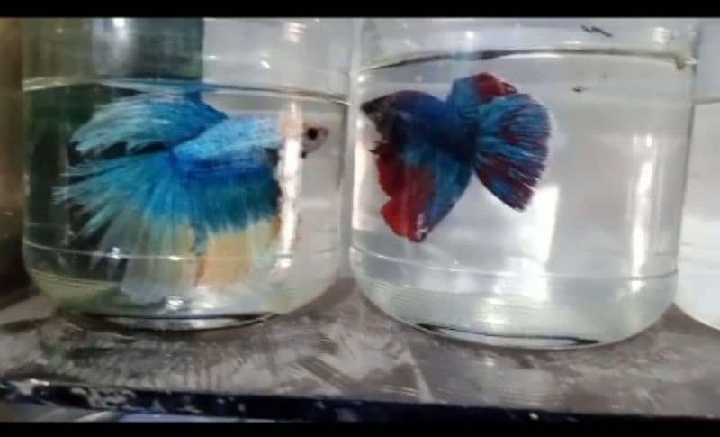 Betta fish & all fishes 3