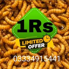 Mealworms RS 1 rupee Per Piece Offer