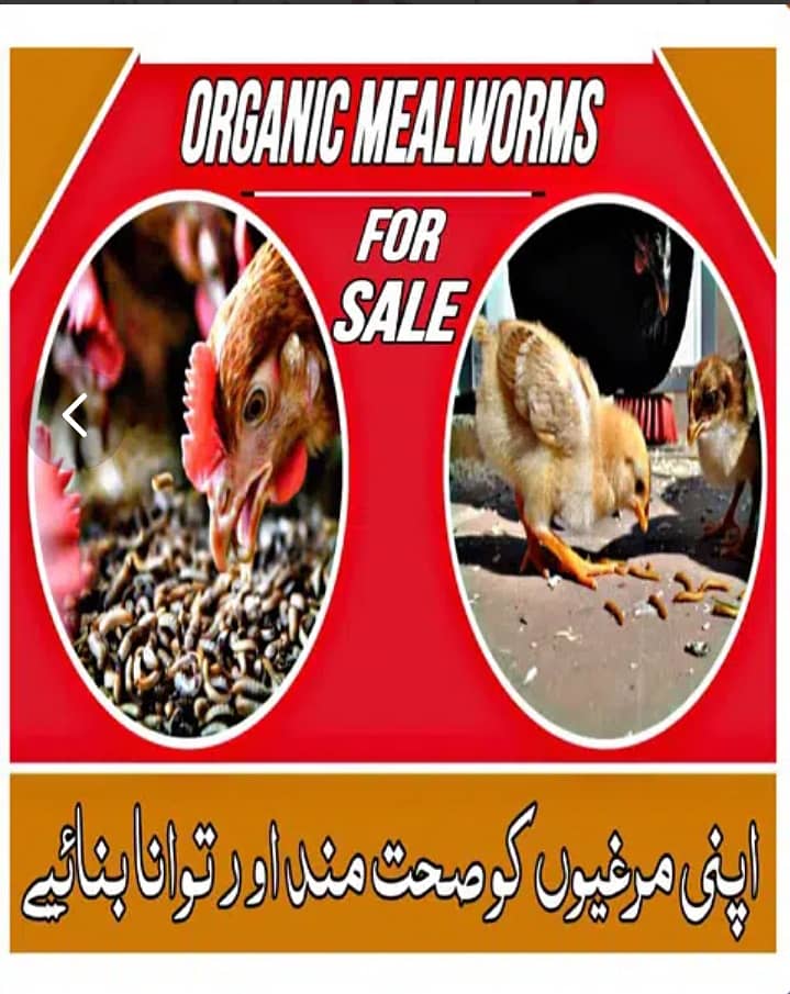 Mealworms RS 2000/Kg 1