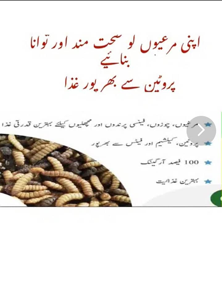 Mealworms RS 2000/Kg 2