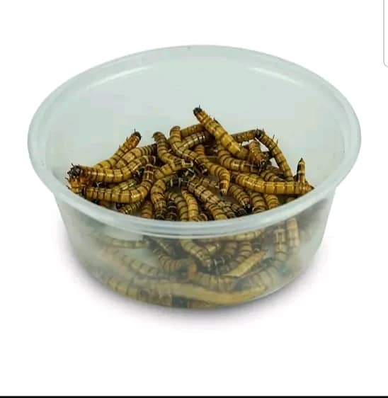Mealworms RS 2000/Kg 4