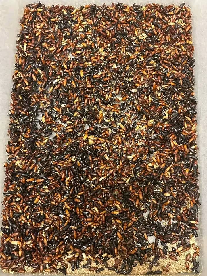 Mealworms RS 2000/Kg 5