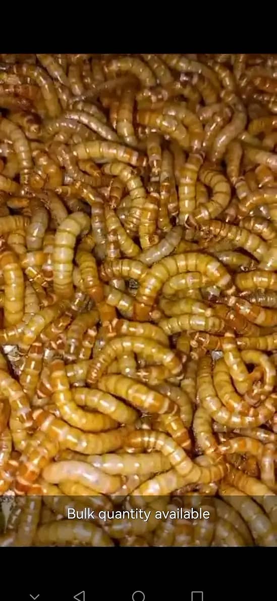 Mealworms RS 2000/Kg 6