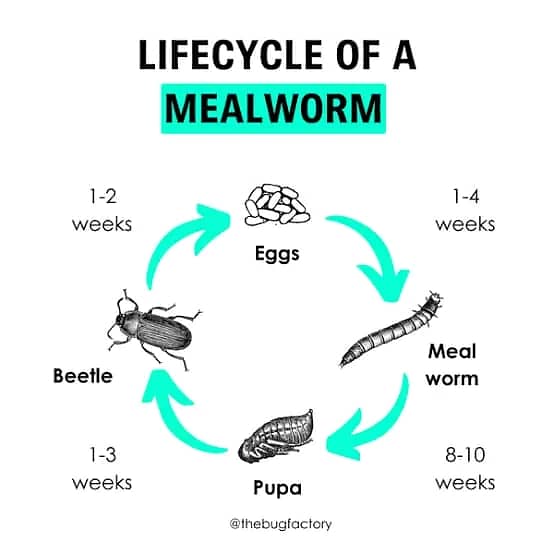 Mealworms RS 2000/Kg 7