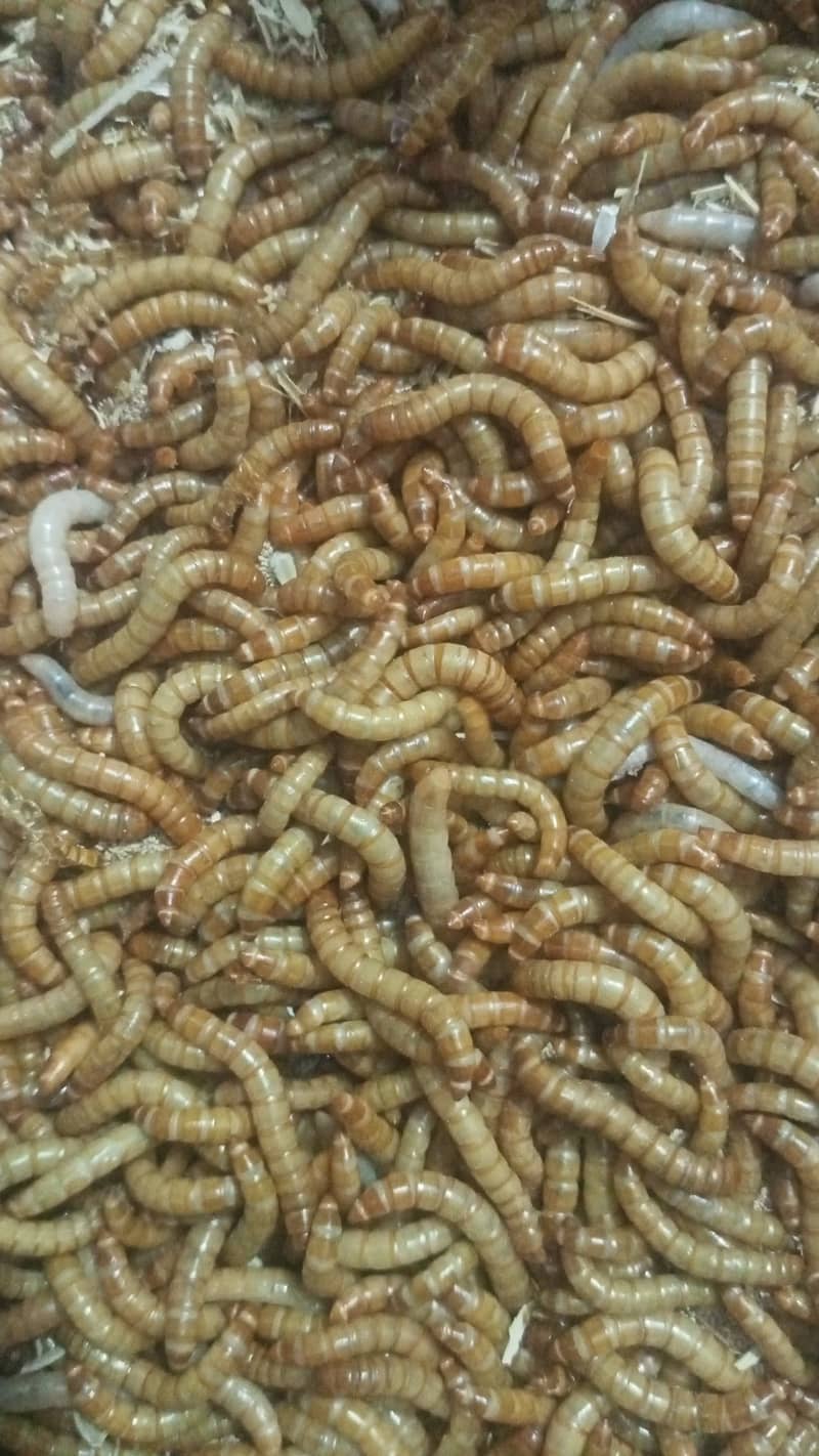 Mealworms RS 2000/Kg 8