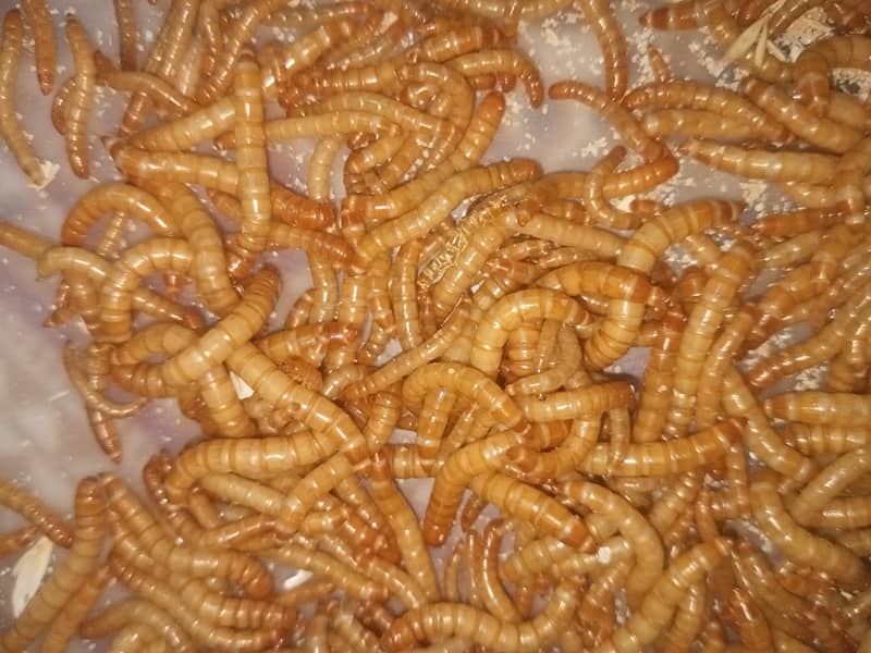 Mealworms RS 2000/Kg 9