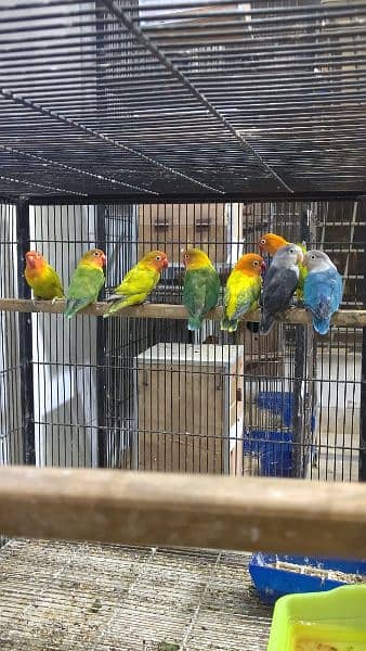 Color love bird are available with dna