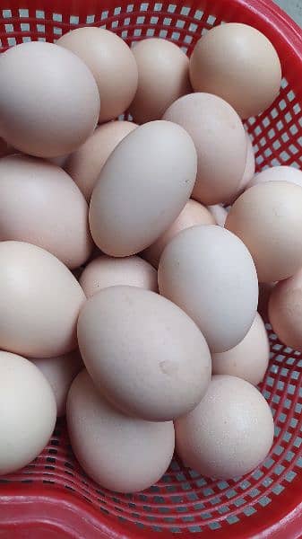 light Sussex fertile Eggs 0