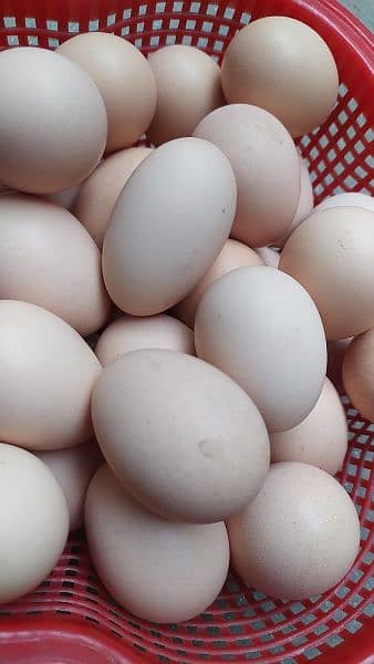 light Sussex fertile Eggs 1