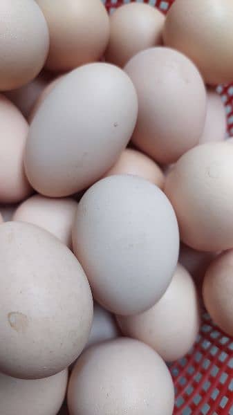 light Sussex fertile Eggs 3