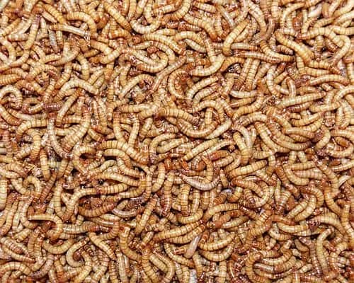 Mealworms | Darkling beetles Mealworms 2