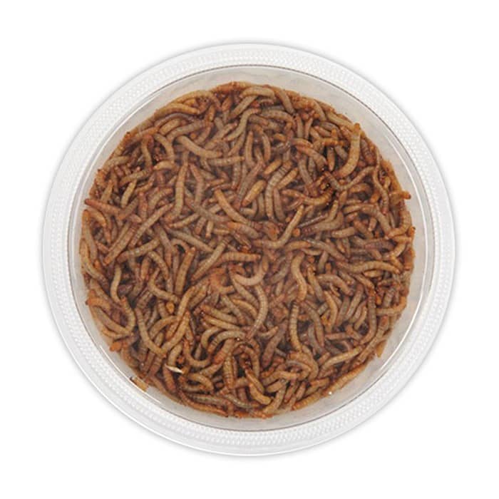 Mealworms | Darkling beetles Mealworms 1