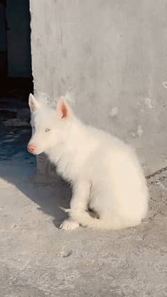 White german shepherd sales olx