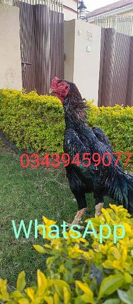 Pure King size O shamo Chicks  For sale best Quality In Islamabad 7