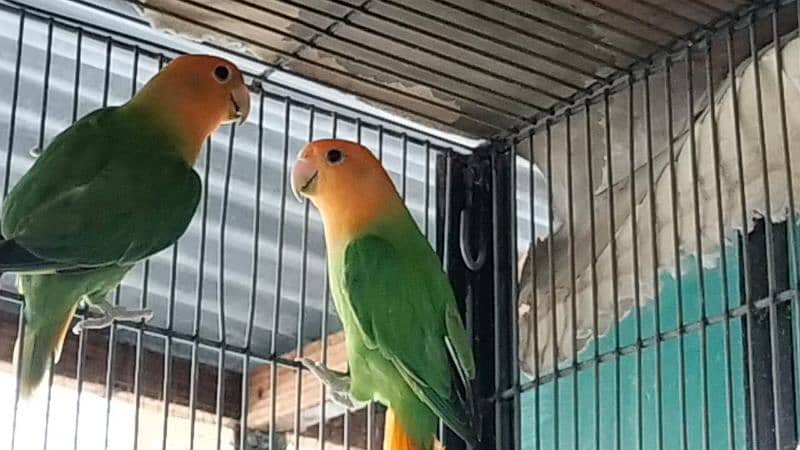 orange hood lovebirds 0