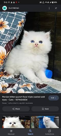 mujhe Persian kitten mujhe chaiye