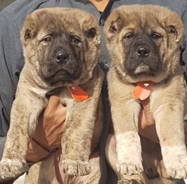 King kurdish kangaal pair pure breed security dog 2months for sale 0