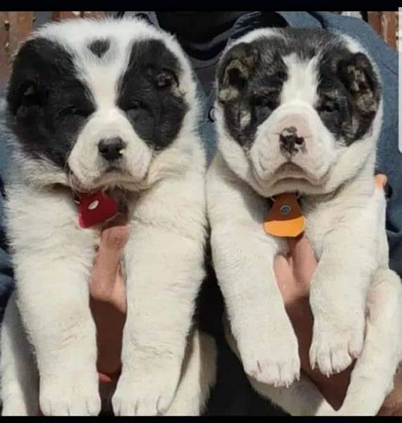 King Alabai pair pure breed security dog 2months for sale 0