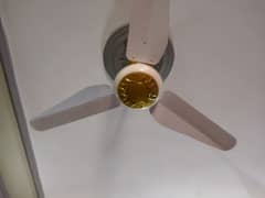 Perfect ceiling fan (Punjab)