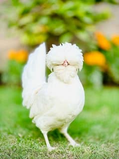 Fancy Breeds kay Eggs & Chicks   For Sale