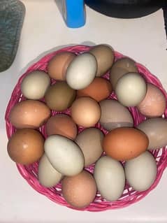 Fancy Breeds kay Eggs & Chicks   For Sale