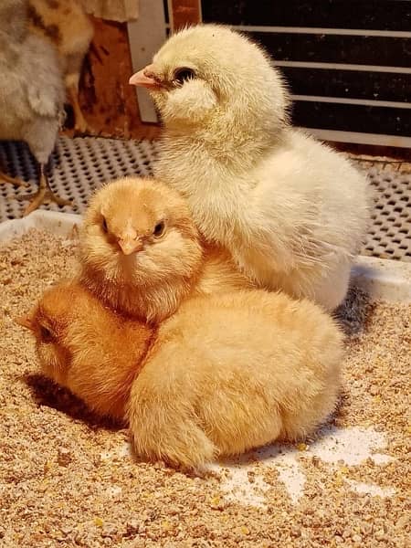 Fancy Breeds kay Eggs & Chicks   For Sale 9