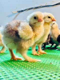 Fancy Breeds kay Eggs & Chicks   For Sale