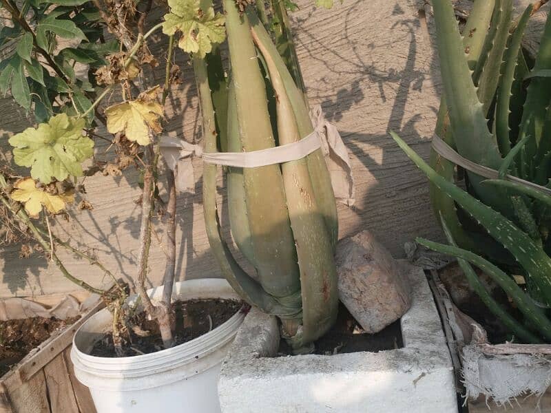 Aloe vera plants for sale.  Available in diffrent Age 700 to 4000 5