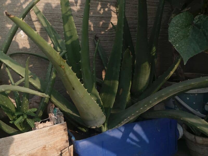 Aloe vera plants for sale.  Available in diffrent Age 700 to 4000 8