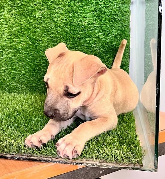 Staffy puppies for sale hot sale olx