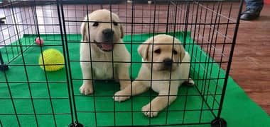 Labrador Puppies labs