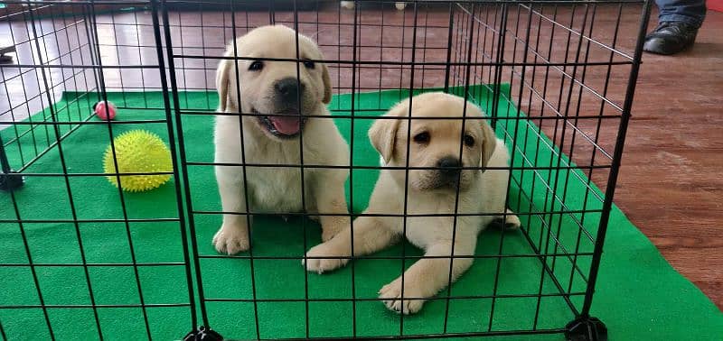 Labrador Puppies labs 0
