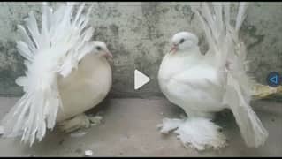 German Line Lahori Shirazi n American Fantails Fancy Pigeons Available