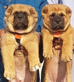 Shar pei for sales sale olx