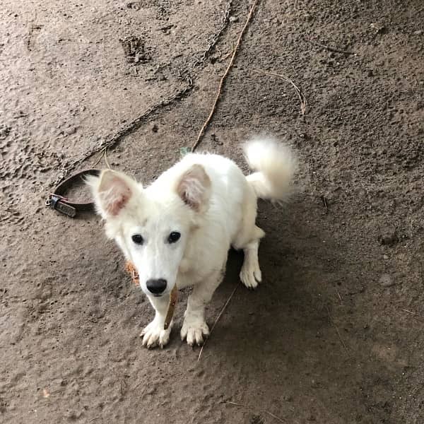 Russian dogs pair 8