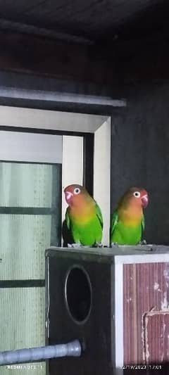 love birds/lovebird/love bird/Green fisher/pair/male.