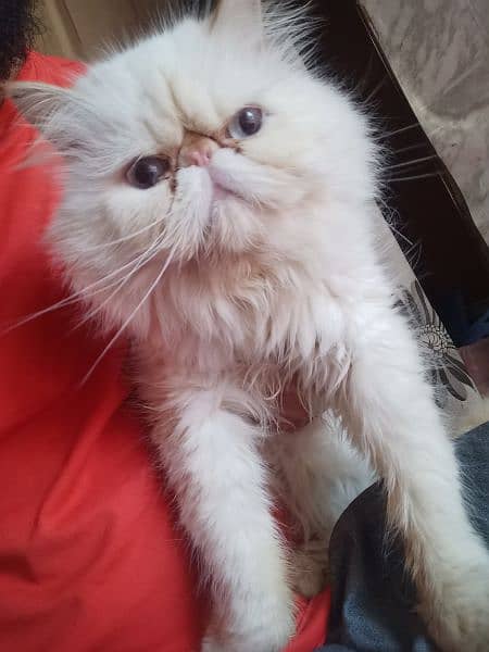 Pure Peke/piki Face Stud Male for Sale 3