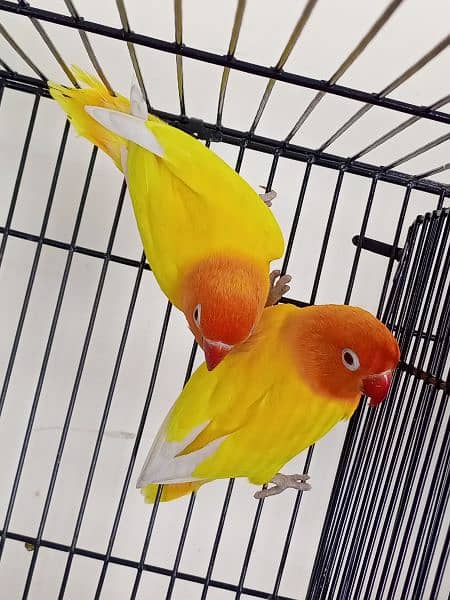 fisher/common/lutino persanata redeye/albino/ino/love bird/lovebird 9