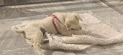 Imran contact 03215009830