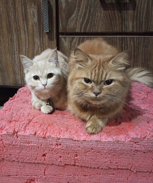 Persian kittens 1