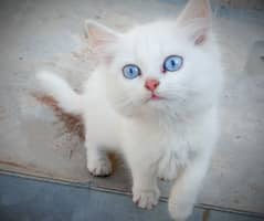 Pure Persian Kittens Cats Male Female Available at Reasonable Price