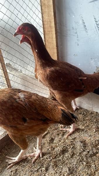 Aseel hen for sale 3