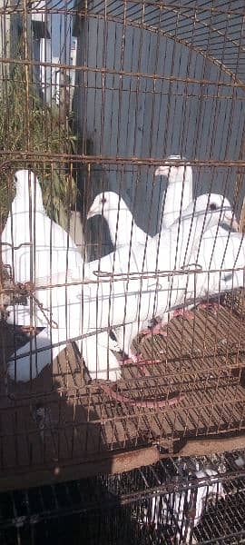 ek prier bredier peire  price ek hiziar