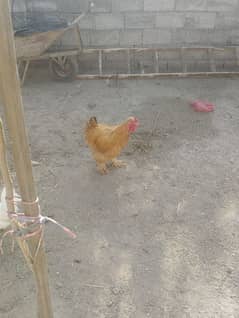 Male chicken Golden buff & white bentam