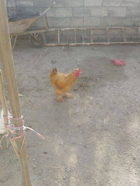 Male chicken Golden buff & white bentam 0