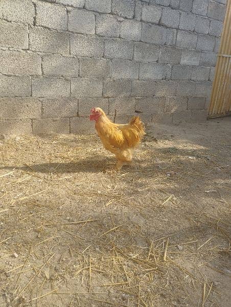 Male chicken Golden buff & white bentam 1