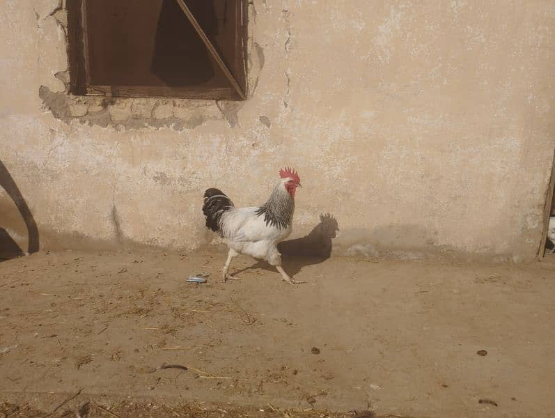 Male chicken Golden buff & white bentam 2