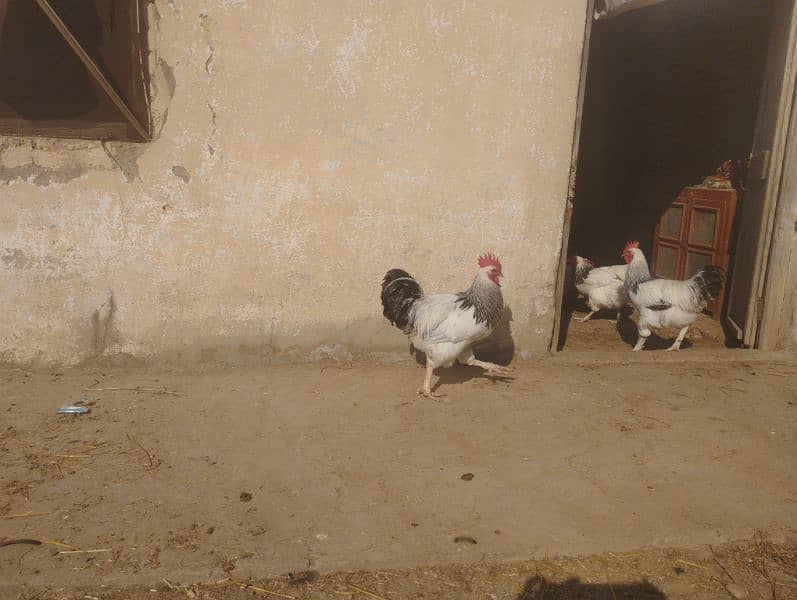 Male chicken Golden buff & white bentam 3