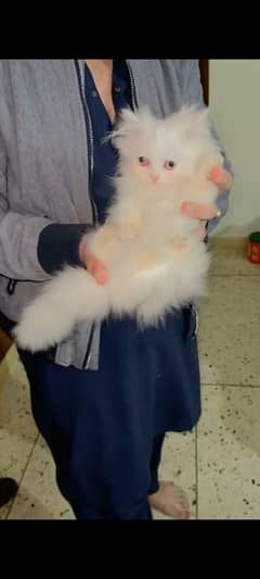 Munchkin cat hot sale olx